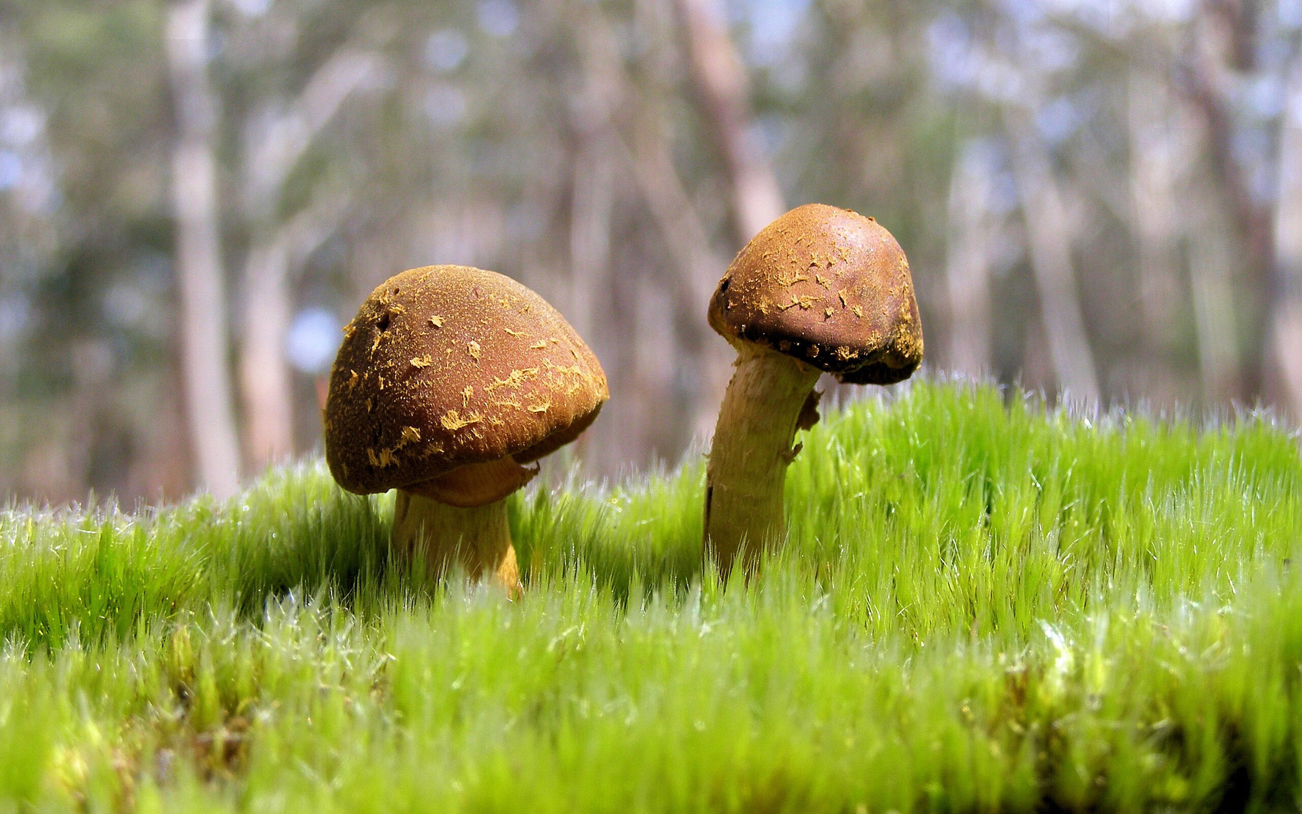 加拿大乒乓队未来计划：如何通过综合训练提升全员竞技水平，加拿大乒乓球队员名单