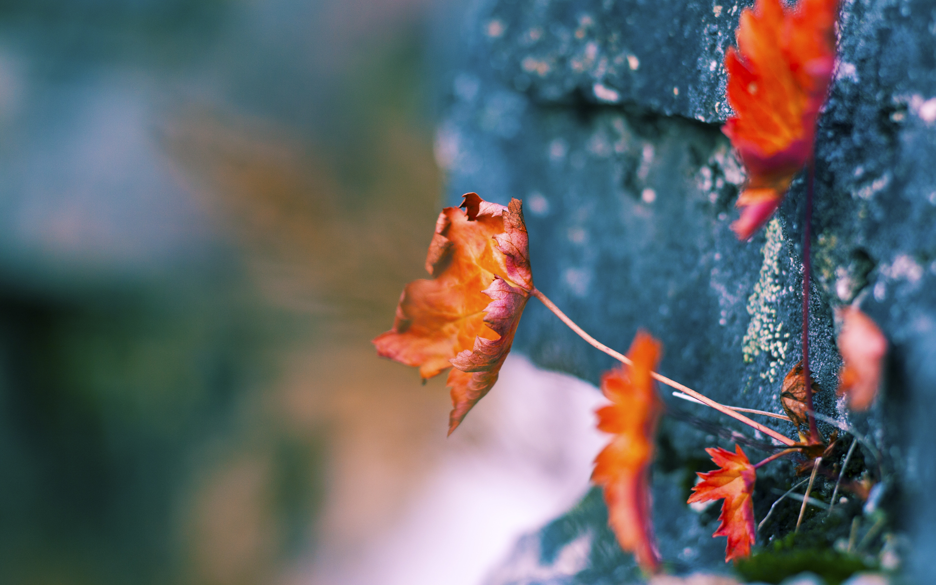 下载开云-篮球联赛视频分析服务面向基层教练开放，篮球培训视频