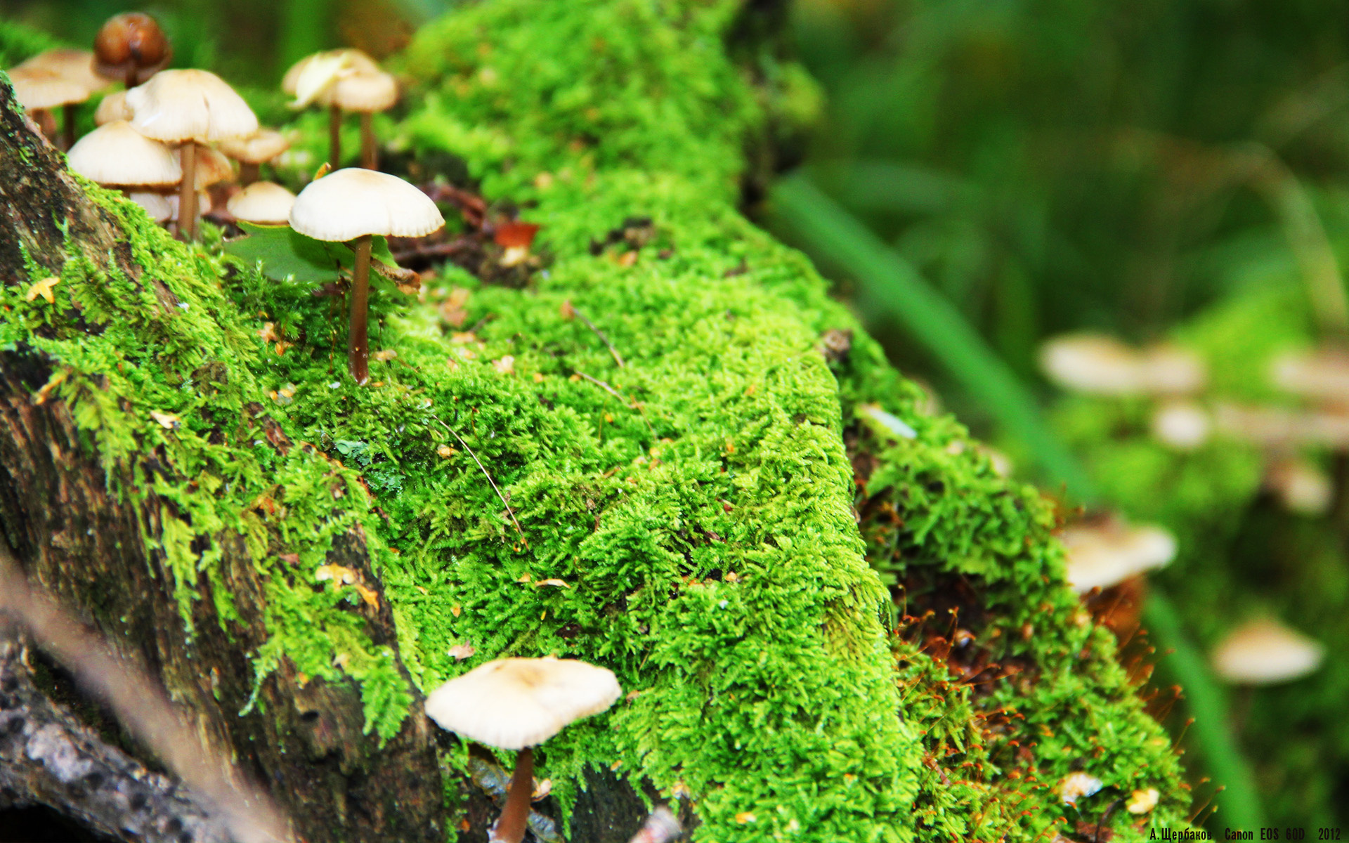 下载开云-萨默·麦金托什冲线瞬间引爆全场，麦金托什海报